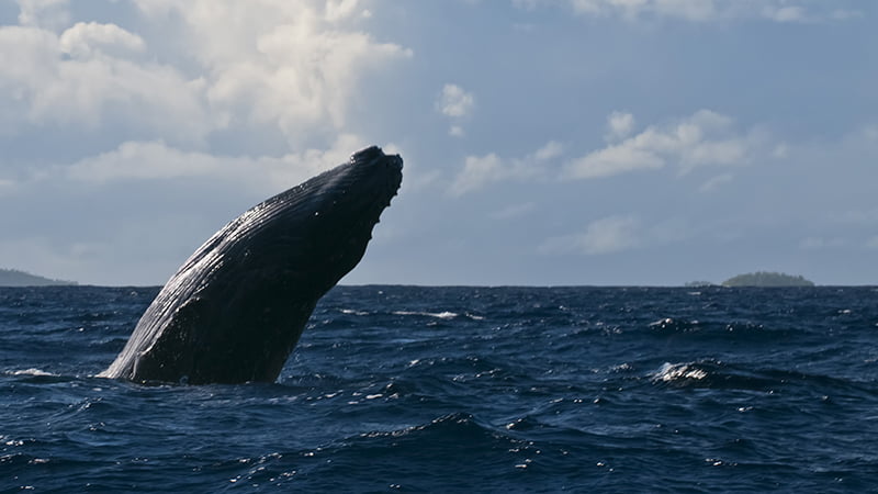 Temporada das baleias jubarte em Porto Seguro - BA